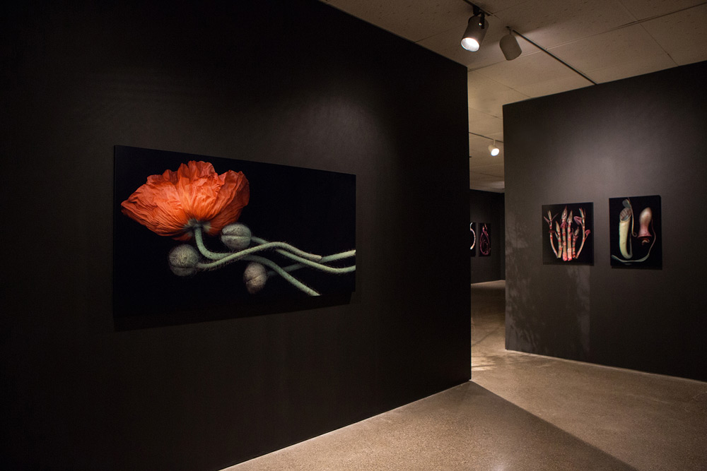 Hiberna Floris Exhibition 2