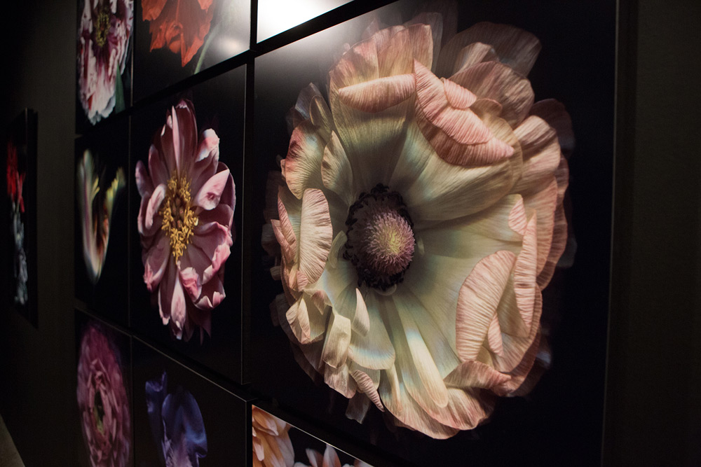 Hiberna Floris Exhibition 4