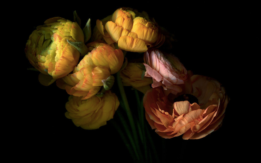 Ranunculus, 2013, 48x69 inches