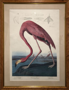The American Flamingo-image